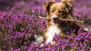04.04.2021, Ramsau am Dachstein, Steiermark, Österreich (Austria): Intensiv blühende Schneeheide, Erica carnea, im Volksmund auch Erika oder Heidekraut genannt, in einem Wald bei Ramsau am Dachstein. Im Bild ein Australian Shepherd inmitten eines Blütenmeeres mit einem Holzstock im Maul.  Fotocredit: Martin Huber