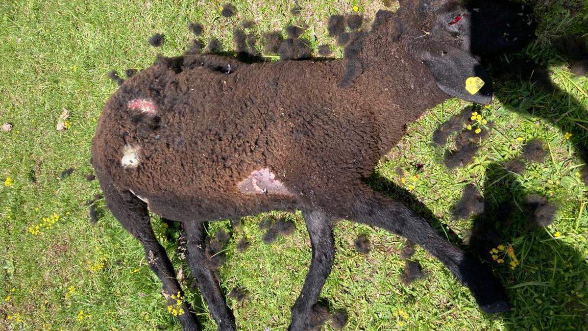 Auf der Göriacher Alm wurden Schafe vom Wolf gerissen