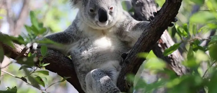 Immer noch mehr Beschleunigung im Alltag? Der Koala würde sich klar dagegen aussprechen