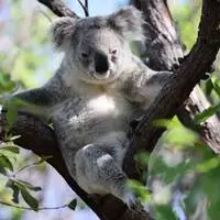 Immer noch mehr Beschleunigung im Alltag? Der Koala würde sich klar dagegen aussprechen