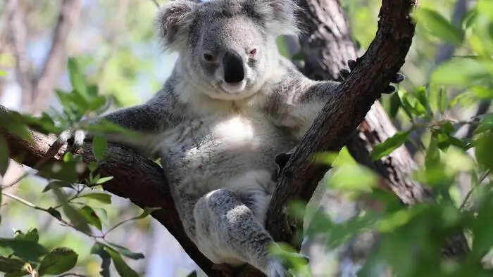 Immer noch mehr Beschleunigung im Alltag? Der Koala würde sich klar dagegen aussprechen
