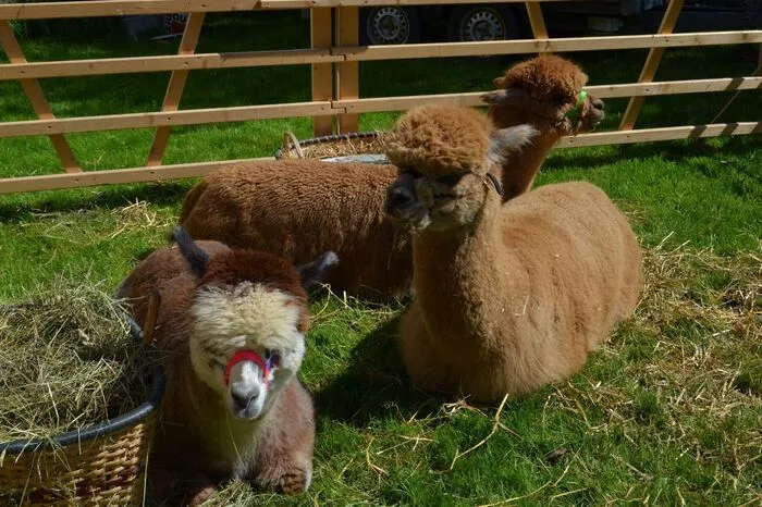 Die kleinen Besucher erfreuten sich an den tierischen Freunden