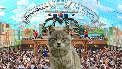 Eher unfreiwillig landete die Katze auf der Wiesn (Montage)