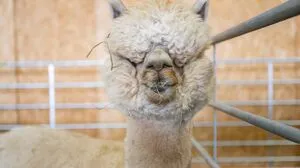 Alpakas erobern auf der Messe Graz die Herzen der Besucherinnen und Besucher