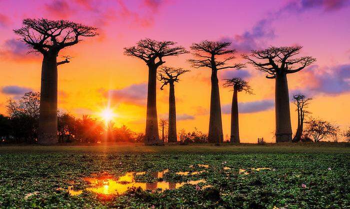 Die berühmten Baobab-Bäume auf Madagaskar