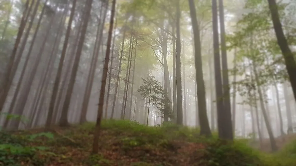 Wald-Wissen wird gefördert