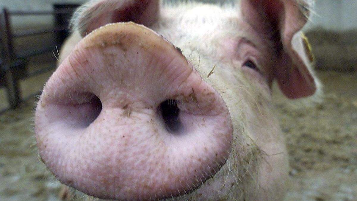 Schwein gehabt? Das Borstenvieh landet auf vielen Silvesterbuffets 