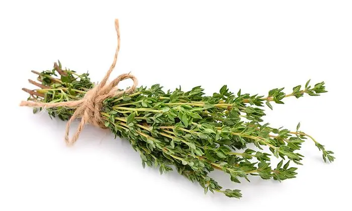 Geschmack für die Küche, Unterstützung für den Körper: Thymian