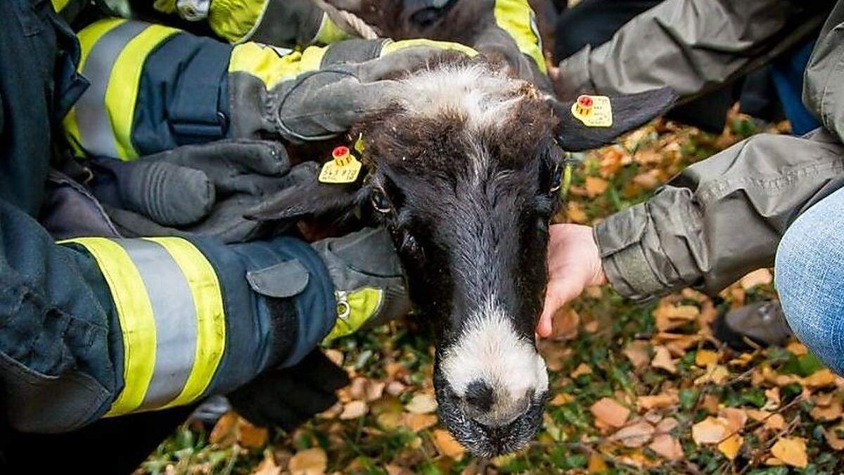 Wieder eingefangen: Schaf &quot;Will&quot;