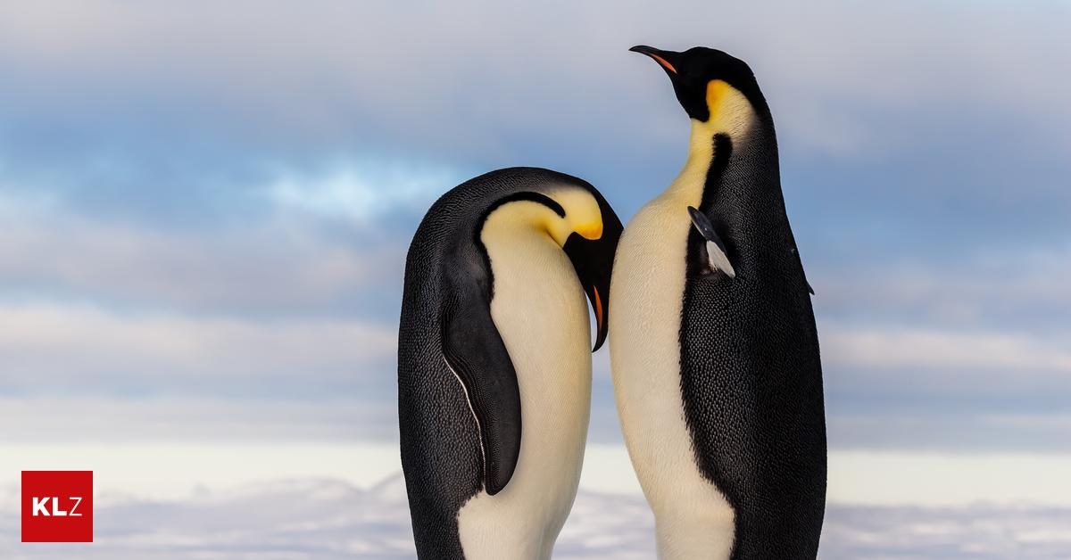 Trump tariffs for island where only penguins live