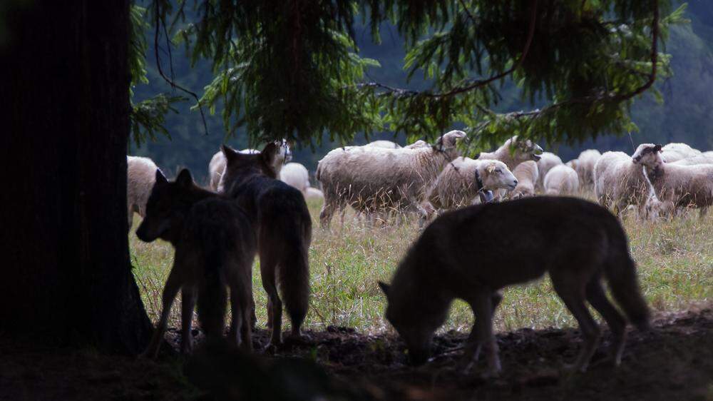 Die Ausbreitung des Wolfes in den Alpen ist Hauptthema der Österreichischen Almwirtschaftstagung, die in Kärnten stattfindet (Symbolfoto)