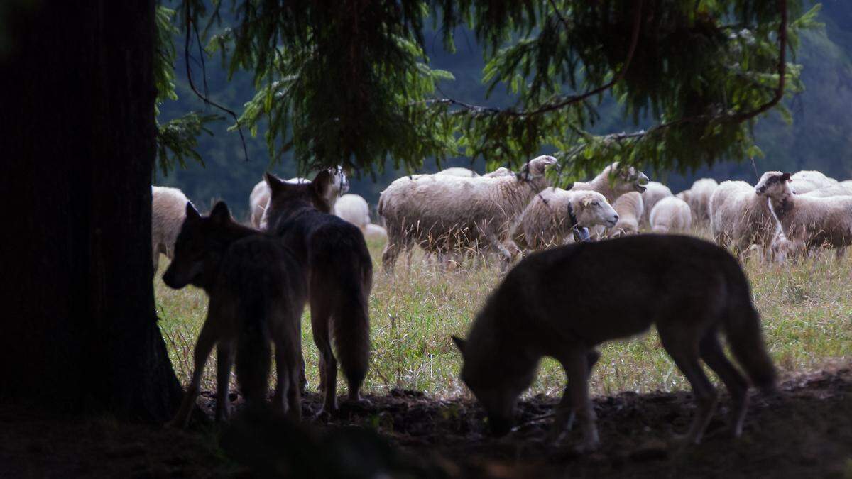 Die Ausbreitung des Wolfes in den Alpen ist Hauptthema der Österreichischen Almwirtschaftstagung, die in Kärnten stattfindet (Symbolfoto)