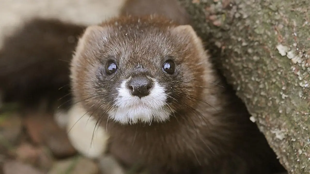 Nerze "unter Verdacht"