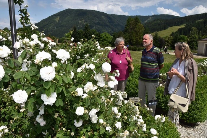 Im Stiftsgarten erblühen gegenwärtig die Rosen verschiedenster Farben in voller Blüte, die vielen Besucher freuten sich über die Farbenvielfalt und den Duft tausender Rosen.