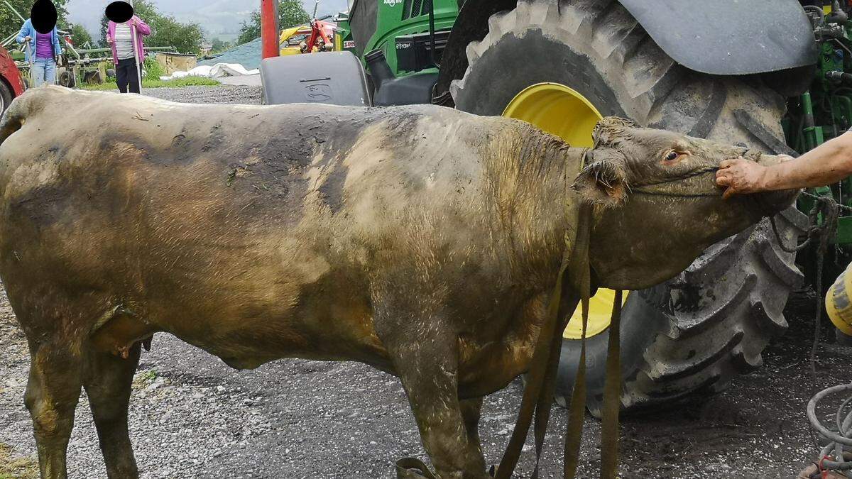 Die Kuh konnte unverletzt geborgen werden