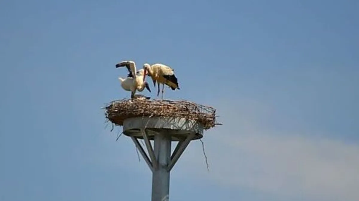 Die Jungfamilie von Meister Adebar erfreut die Andritzer dieser Tage besonders.