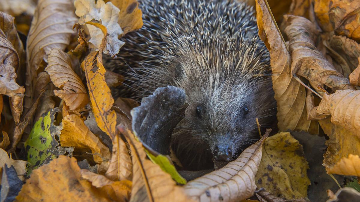 Nachgewiesene Bornavirus-Infektionen bei Igeln sind ein neues Phänomen in Deutschland