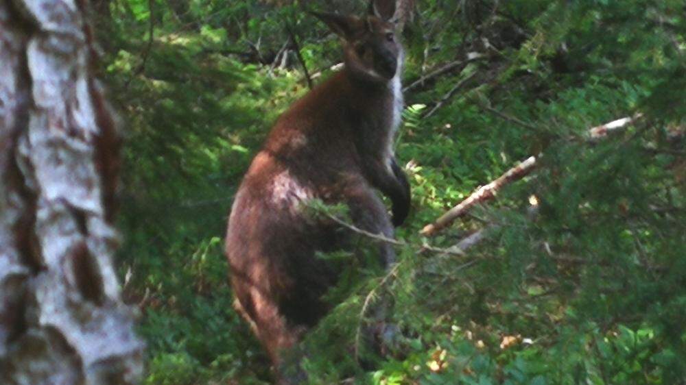 Das Känguru wurde auch im Murauer Ortsteil Probst gesichtet