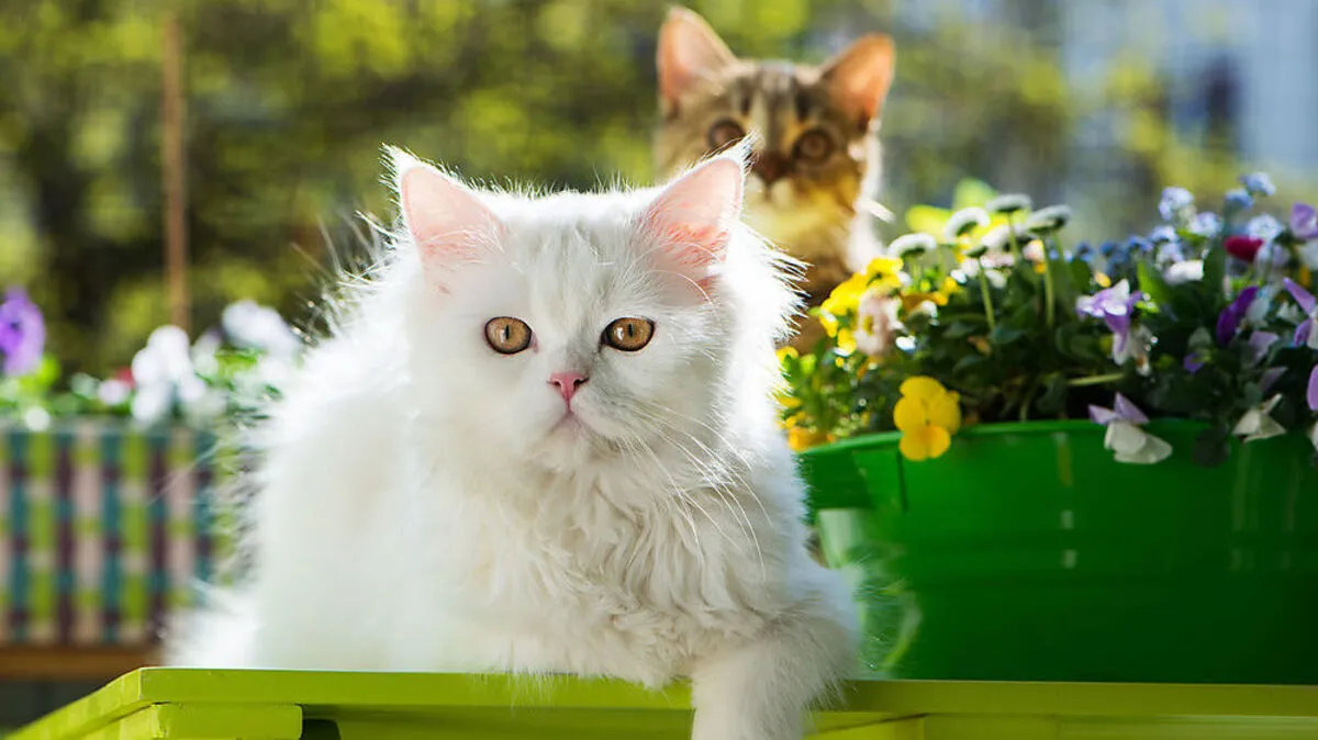 Samtpfoten sind auf Balkonen nur hinter Netzen sicher 