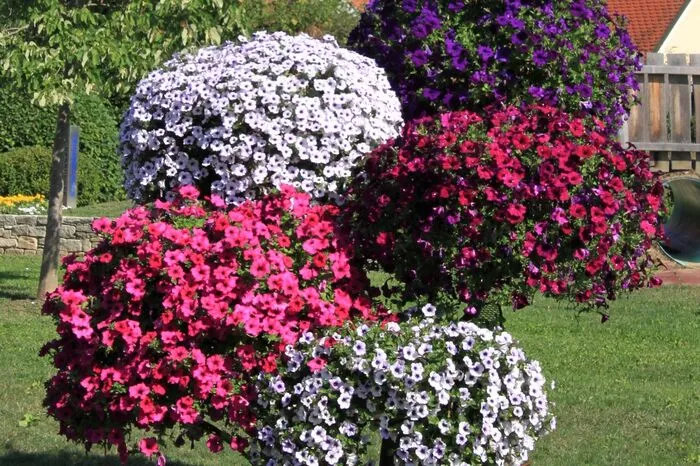Fünf Floras