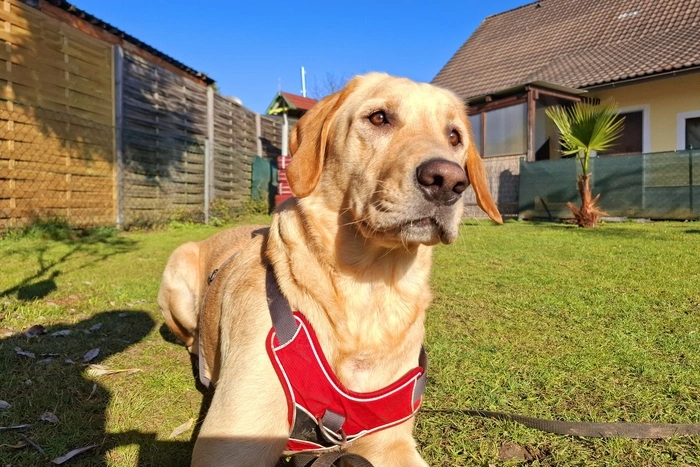 Nach einigen nebligen Tagen genoss Labrador Retriever Mailo die wärmenden Sonnenstrahlen.