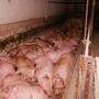 Die Anklagebehörde warf dem Landwirt vor, die Schweine unter tierschutzwidrigen Hygienebedingungen gehalten zu haben