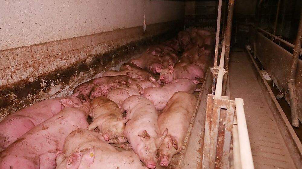 Die Anklagebehörde warf dem Landwirt vor, die Schweine unter tierschutzwidrigen Hygienebedingungen gehalten zu haben