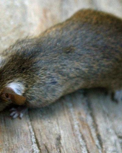 Rattenplage in Triest (Symbolfoto)