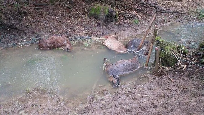 Sechs Schafen und eine Zwergziege fielen drei Hunden zum Opfer