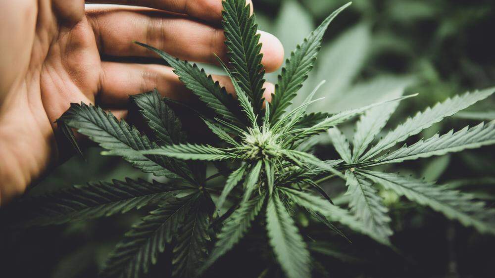 Mit Investitionen in Cannabisprodukte reich werden – das versprach die Klagenfurter Firma 