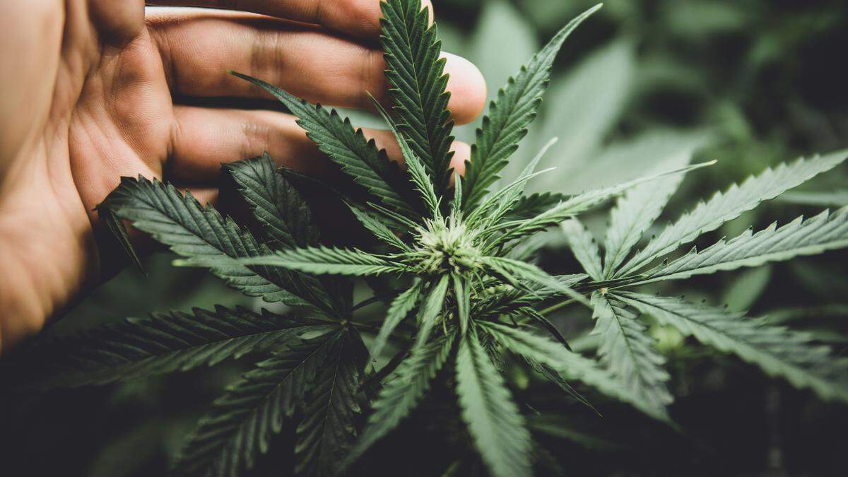 Mit Investitionen in Cannabisprodukte reich werden – das versprach die Klagenfurter Firma 