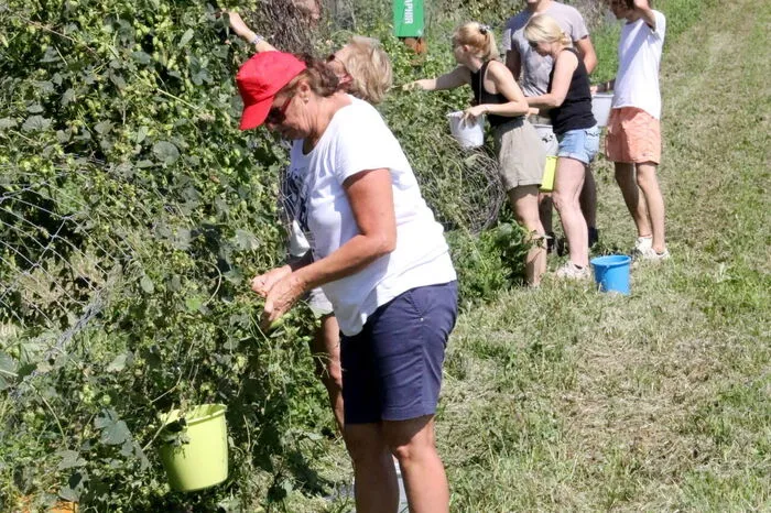 Die Privatbrauerei Wimitzbräu lud zur traditionellen jährlichen Hopfenernte. 