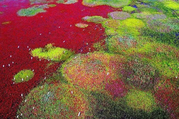 China. Das Zugvogelschutzgebiete entlang der Küste des Gelben Meeres im Golf von Bohai umfasst Teile eines Gezeiten- und Wattsystems, das als das größte der Welt gilt. Seine Wattflächen und Sümpfe sind von außerordentlicher biologischer Produktivität und dienen als Wachstumsgebiete für viele Fisch- und Krebstierarten.