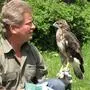 Der Steuerberger Dietmar Streitmaier gibt am Donnerstag einem Mäusebussard die Freiheit zurück