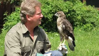 Der Steuerberger Dietmar Streitmaier gibt am Donnerstag einem Mäusebussard die Freiheit zurück