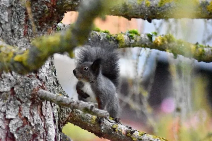 Ein netter Nachbar im Garten in Wald am Schoberpass.