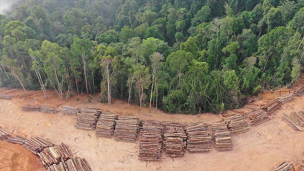 Unter Brasiliens rechtsgerichteten Präsidenten Jair Bolsonaro hat sich die Zerstörung des Amazonas-Regenwaldes massiv beschleunigt