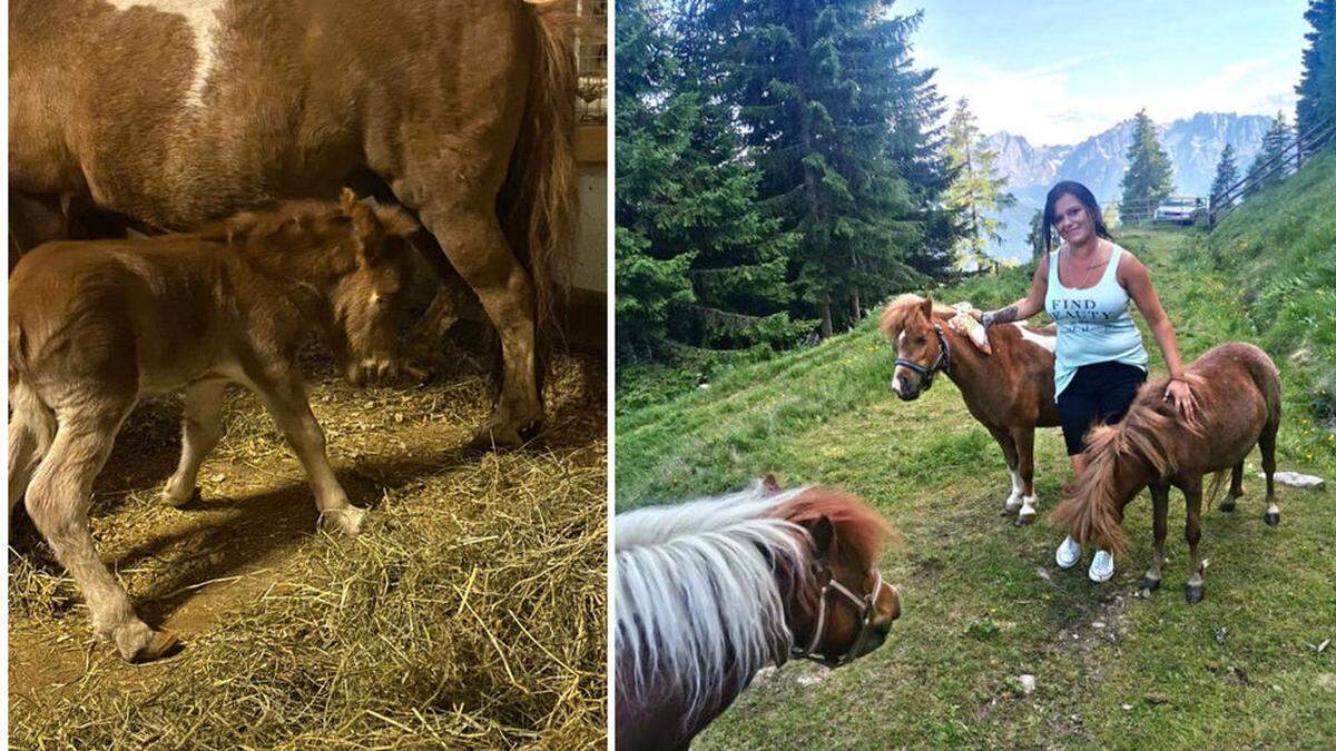 Nicole Granitzer aus Großkirchheim hält vier Shetlandponys. Das Fohlen einer der Stuten starb ohne tierärztliche Behandlung kurz nach der Geburt