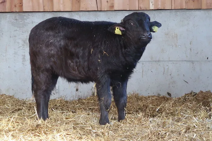 Kalb Lilly ist erst drei Wochen alt.