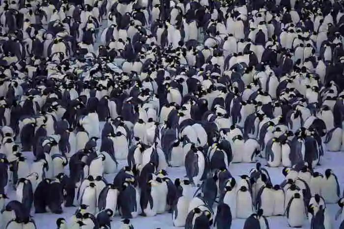 Großversammlung der Pinguine