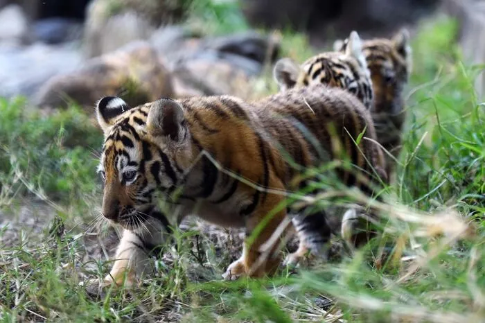 Die Bengal-Jungtiere kamen bereits im Dezember auf die Welt, teilte Luis Martinez, der Veterinär des Schutzgebietes Furesa, Anfang Februar mit.