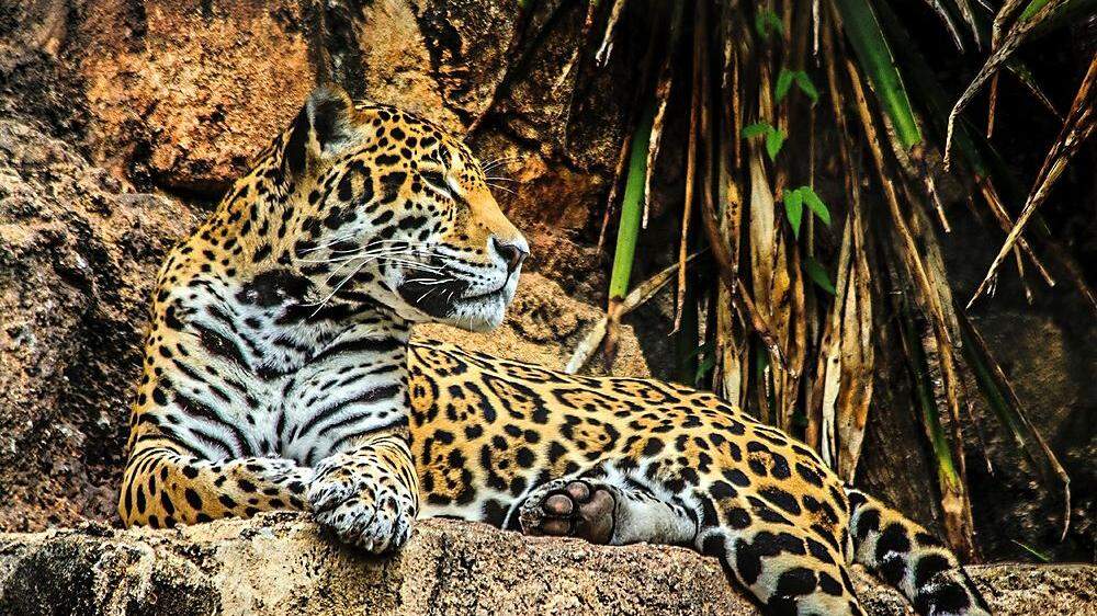 Der Jaguar lebt in Brasilien