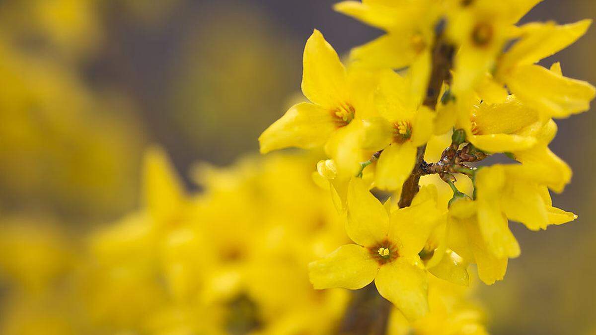 Die warmen Temperaturen lassen die Sträucher austreiben