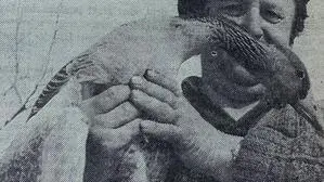 Bei Kleintierzüchter Ewald Winnicki fand die Graugans vorübergehend Quartier