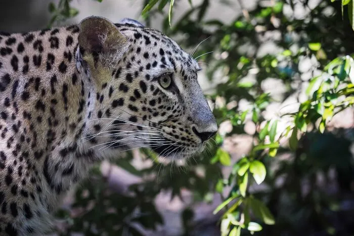 Doch womit der Zoo alle beeindruckt, sind seine wunderschönen Tiere, denen es in großzügigen Gehegen gut zu gehen scheint. Doch sehen Sie selbst.