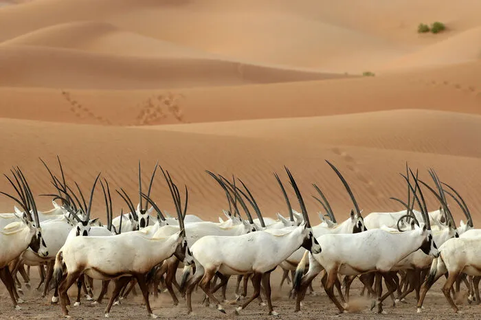 1972 wurden die letzten sechs freilebenden weißen Oryx-Antilopen der Welt im Inneren Omans aufgespürt.