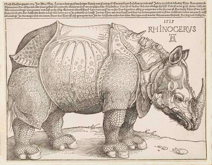 Albrecht Dürer (1471–1528), Das Rhinozeros, 1515
