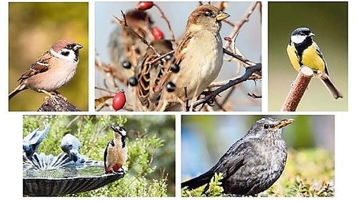 Von links: Feldsperling, Haussperling, Kohlmeise, Buntspecht und Amsel