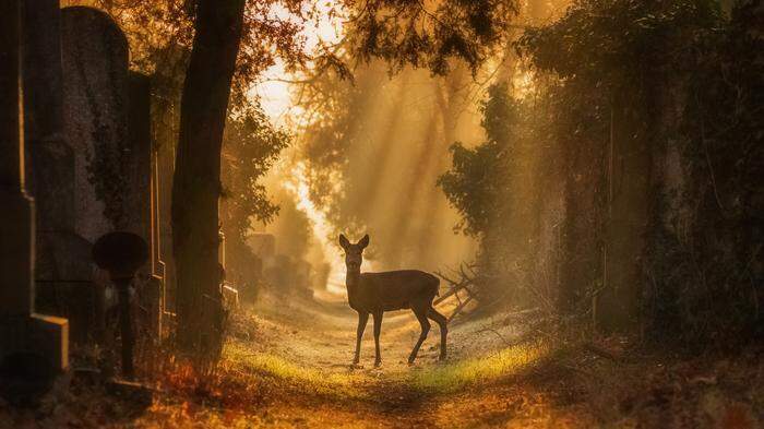 Natur/Landschaft, Daniel Trippolt