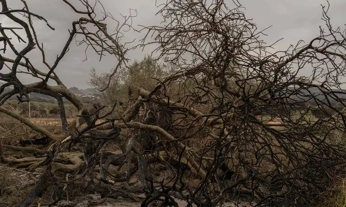 Nach den Bränden in Sardinien 